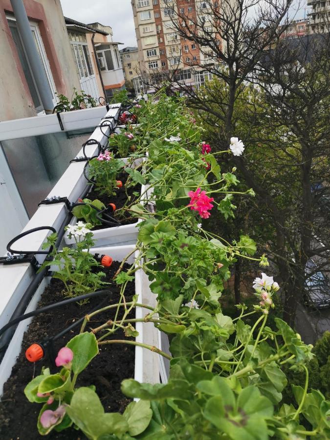Bloom Box Apartments Craiova Exteriör bild